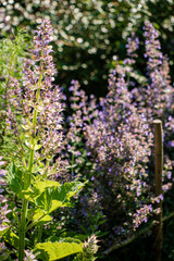 Obraz premium blue nepeta in the garden