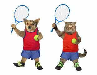 Cat and dog are tennis players