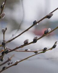 branches of a willow