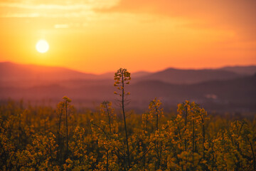 Agricultular spring sunrise in field of blooming yellow rapeseed field .