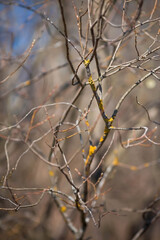 Spring, wallpaper with nature. Tree branches in close-up. New spring foliage appears on the branches. A tree or shrub that is budding. Seasonal forests, blurred background.