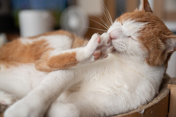 毛づくろいをする猫　シャムトラ猫