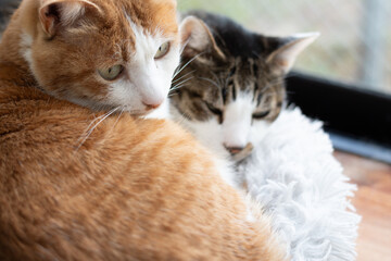 窓辺でくつろぐ二匹の猫
