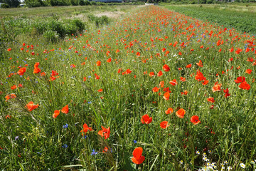 Plants on a spring field in Ukraine