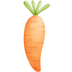 Watercolor Carrot Illustration Isolated on Transparent Background