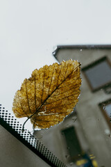 autumn leaves on the car window