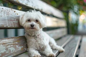 Small White Dog Sitting on Wooden Bench