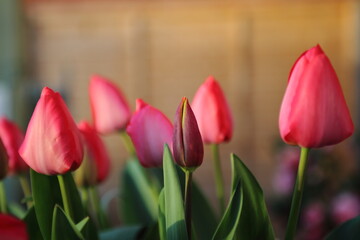 UK Garden tulips