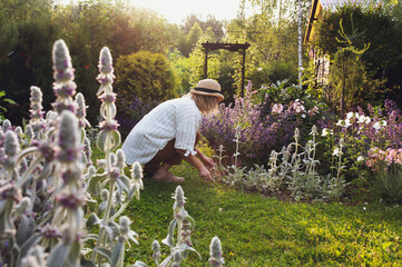 woman gardener working in summer garden. Flowerbed with blooming stachys and peonies
