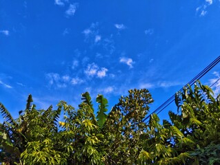 Green nature view of tree with blue sky background