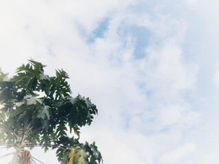 Green papaya leaves under white clouds and blue sky background