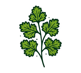 coriander leaf hand drawn vector