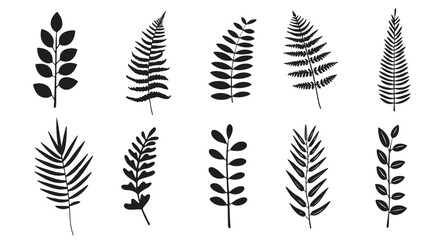Fern vector illustration. Wild plant leaves hand drawn black on white background. Forest branch silhouette. - obrazy, fototapety, plakaty