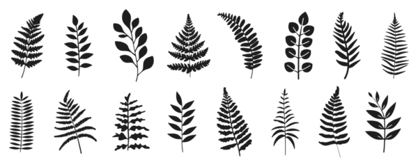 Fotobehang Fern vector illustration. Wild plant leaves hand drawn black on white background. Forest branch silhouette. © Pixel Pine