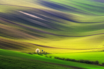 Naklejka premium Beautiful lines of Moravian Tuscany. An agricultural landscape at sunset. Sown fields in spring. 