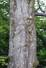 Close Up of Bark on Old Tree Trunk 