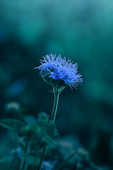 Macro photograph of a BillyGoat Weed Flower