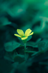 Macro photograph of Creeping Wood Sorrel flower
