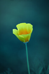 Macro photograph of California Poppies flower