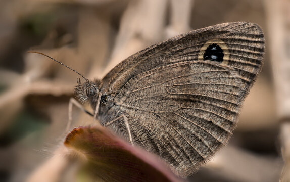 Macro photograph of a butterfly