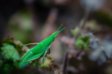 Macro photograph of a green Grass Hopper