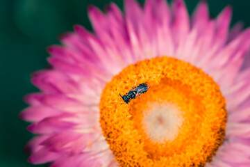 Macro photograph of a small fly on flower's pollens