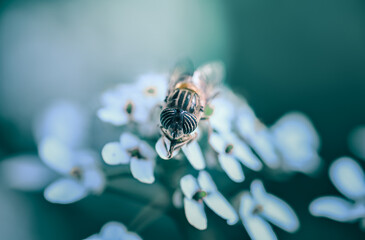 Macro photograph of Eristalinus Taeniops Fly sitting on a White flower