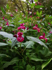 Obraz na płótnie Canvas pink flowers summer forest macro