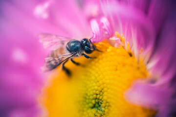 Macro photograph of a Bee sitting on a flower's pollens
