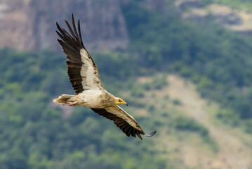 Egyptian vulture in natural habitat in Bulgaria