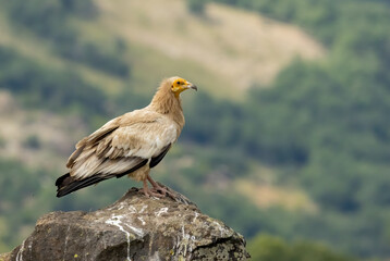 Egyptian vulture in natural habitat in Bulgaria