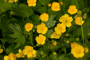 A little yellow wildflower. Close-up of a buttercup growing in a clearing