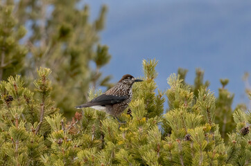 Spotted Nutcracker (Nucifraga caryocatactes) in a natural habitat