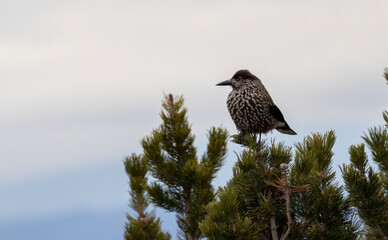 Spotted Nutcracker (Nucifraga caryocatactes) in a natural habitat