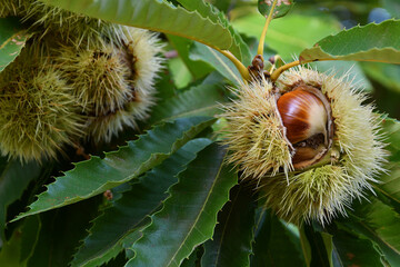 Chestnuts in hedgehogs hang from chestnut branches just before harvest, autumn season. Chestnuts...