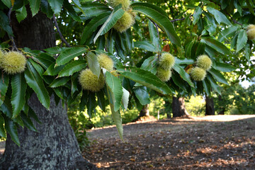 Hedgehogs almost ripe  hanging from a chestnut branch just before the chestnut harvest in October in the fall.
