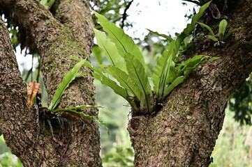 A close-up of Taiwanese mountain Asplenium nidus, also known as bird's nest ferns, on a cloudy day trail. They are widely distributed in forests at low and medium altitudes throughout Taiwan.