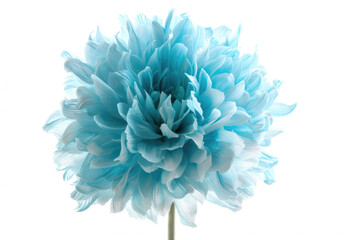 A beautiful light blue flower, isolated against a white backdrop, with its unique shaggy texture