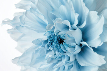 A beautiful light blue flower, isolated against a white backdrop, with its unique shaggy texture