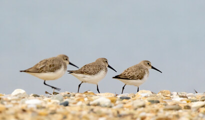 Dunlin (Calidris alpina) in natural habitat