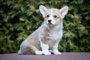 Welsh Corgi Pembroke puppy on a walk