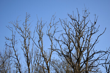 View of Leafless Tree and Branches against Blue Sky 