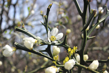 Flowering citrus bush (lat. Citrus trifoliata, Poncirus trifoliata)