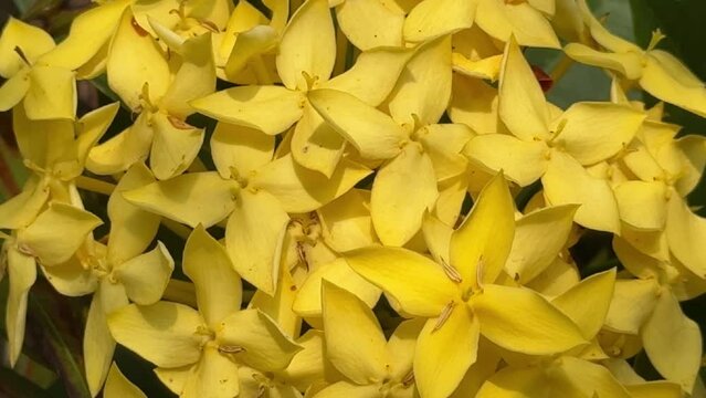needle flower in garden background