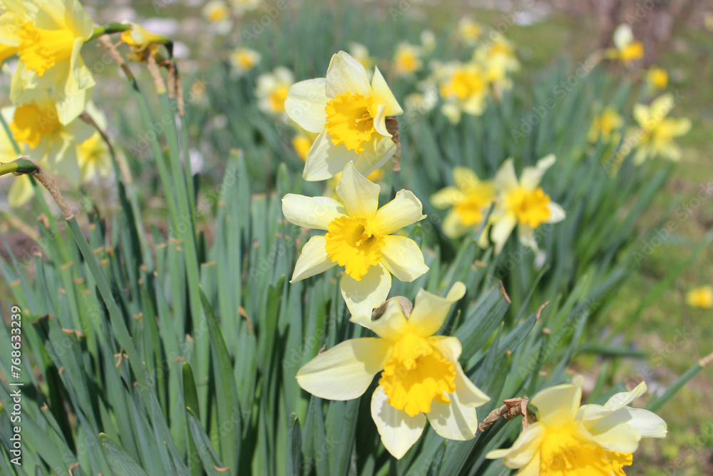 Canvas Prints Blooming daffodils in the garden