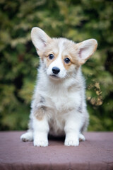 Welsh Corgi Pembroke puppy on a walk