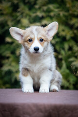 Welsh Corgi Pembroke puppy on a walk