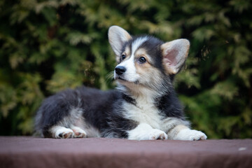 Welsh Corgi Pembroke puppy on a walk