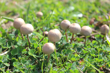 Small meadow spring mushrooms