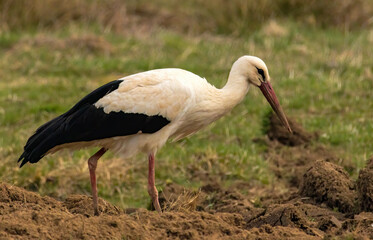 White Stork in nest with nice background